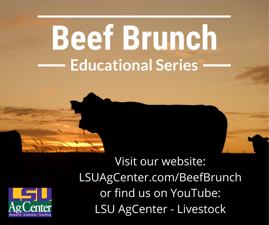 FB -  Beef Brunch YouTube Adpng